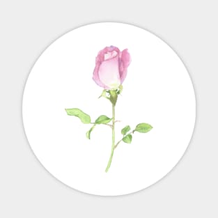 Pink rose, watercolor painting Magnet